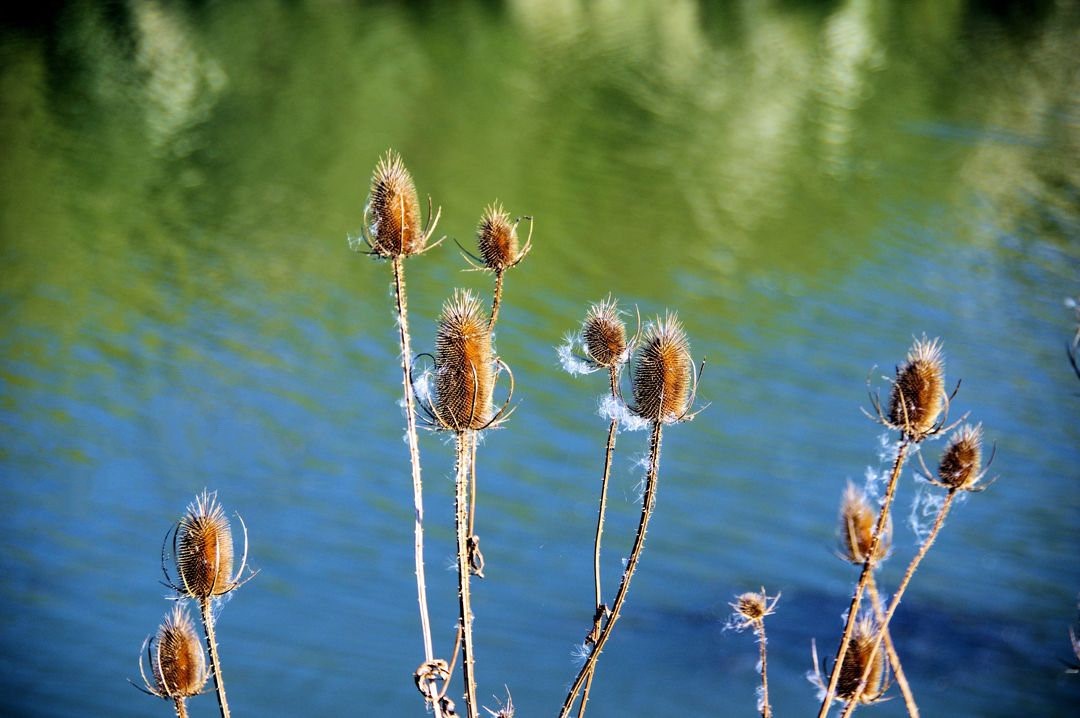 Sortie dans le marais de Tasdon du 21 octobre 2018