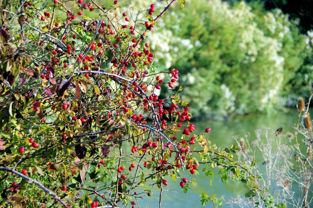 Sortie dans le marais de Tasdon du 21 octobre 2018