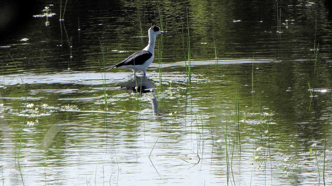 avocette élégante du marais de Tasdon