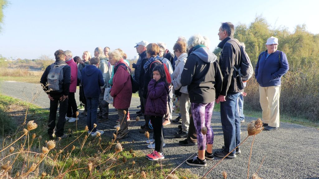 Sortie dans le marais de Tasdon du 21 octobre 2018