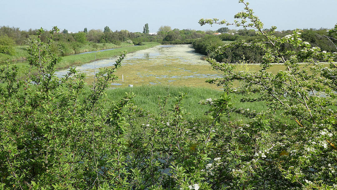 Une vue du marais de Tasdon