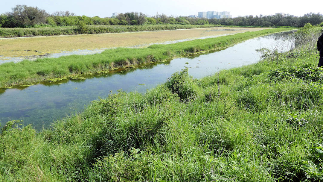 Une vue du marais de Tasdon