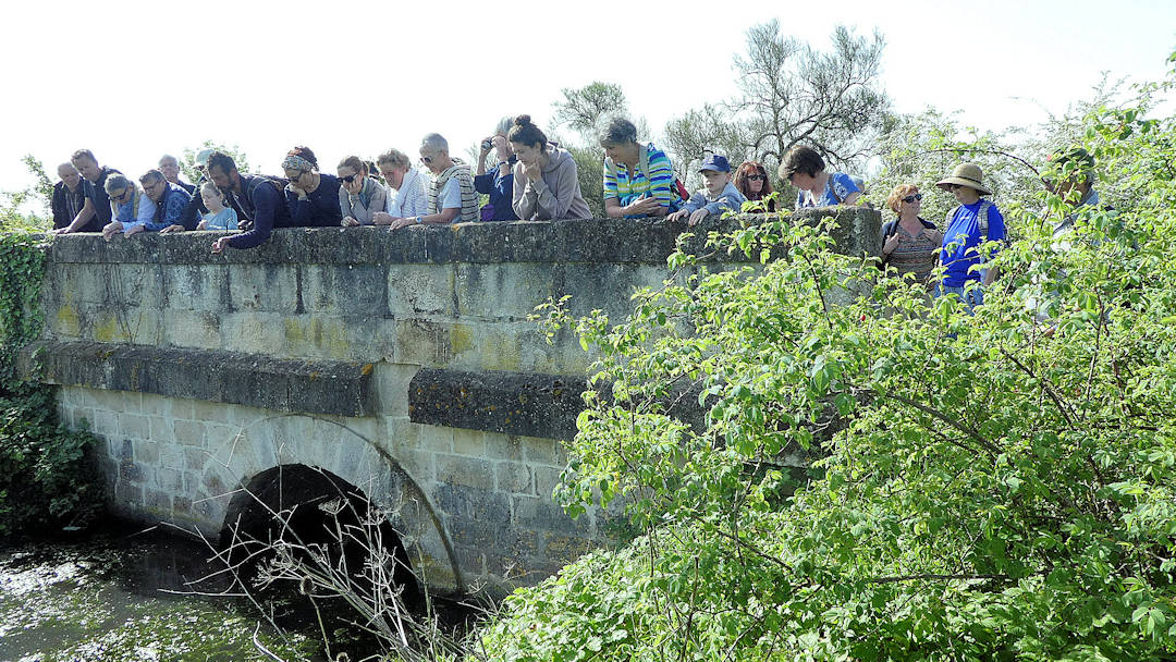 Sortie dans le marais de Tasdon du 22 avril 2018